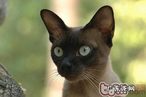 捡到漂泊猫应该怎么办
