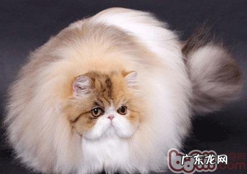 让人忧虑的猫咪换毛