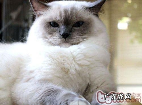 宠物猫惧怕时的具体表现