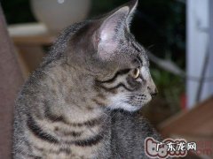 猫咪的眼睛晚上为什么发亮