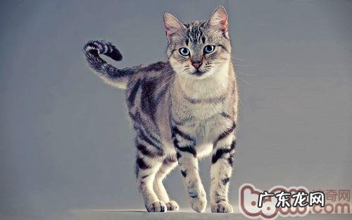猫咪尾巴竖起来代表什么