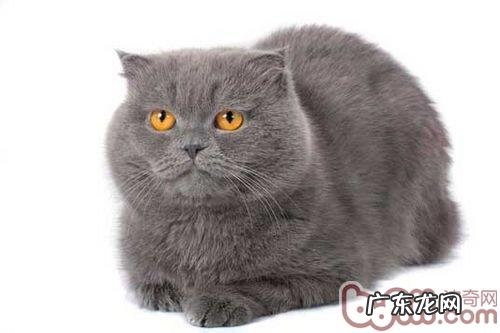 猫咪为何用舌头舔水喝