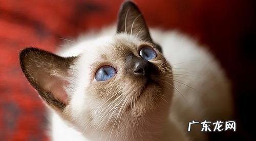 你知道猫咪气愤的体现吗