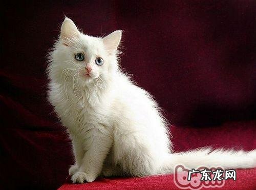 猫咪走路没有声音是为何