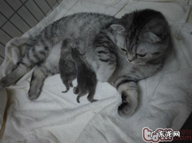 年少猫咪成长所需的特别养分需求