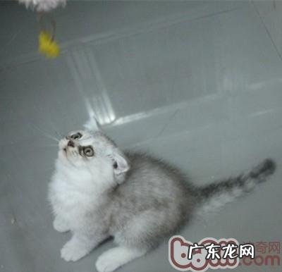 年少猫咪成长所需的特别养分需求