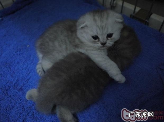 年少猫咪成长所需的特别养分需求