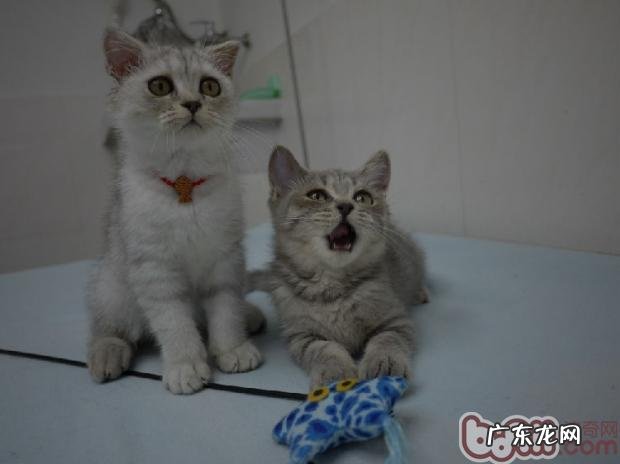 年少猫咪成长所需的特别养分需求