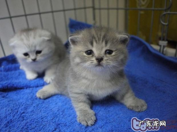 年少猫咪成长所需的特别养分需求