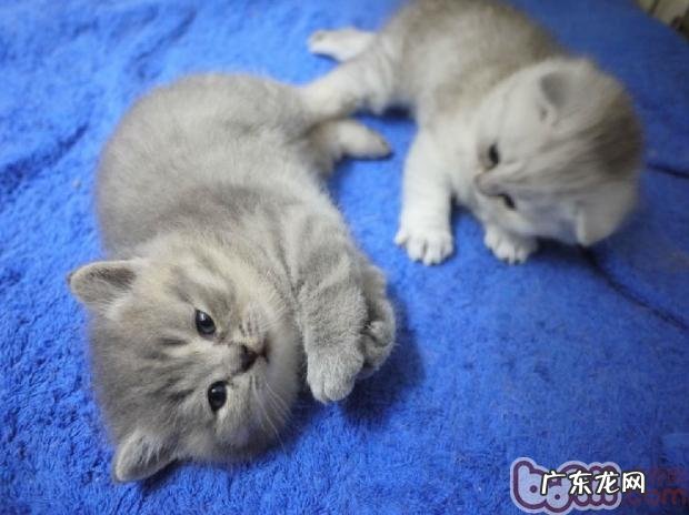 年少猫咪成长所需的特别养分需求