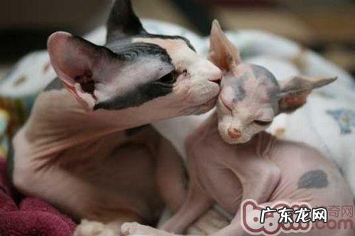 领养替代购买,猫咪领养事宜