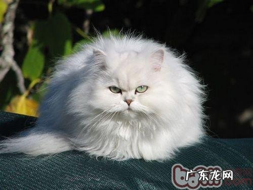 领养替代购买,猫咪领养事宜