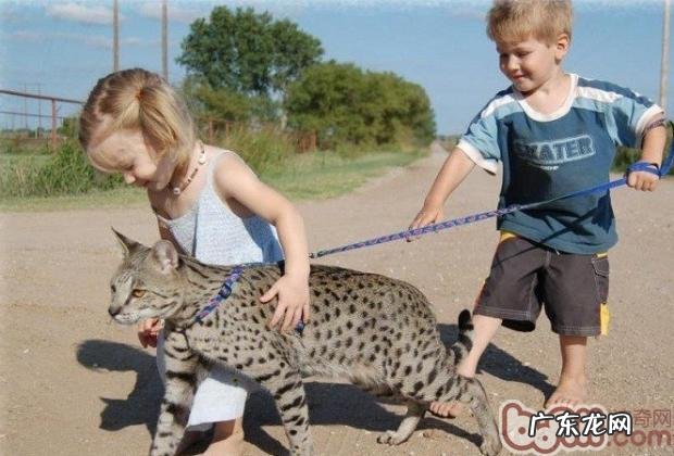 萨凡猫:尊贵的时髦“豹纹控”