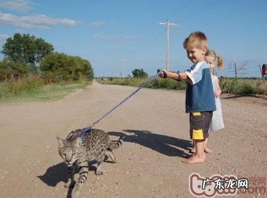 萨凡猫:尊贵的时髦“豹纹控”