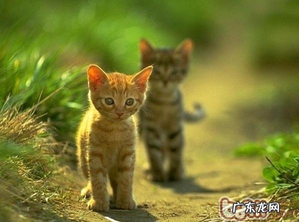 猫咪迷路了要怎么找回