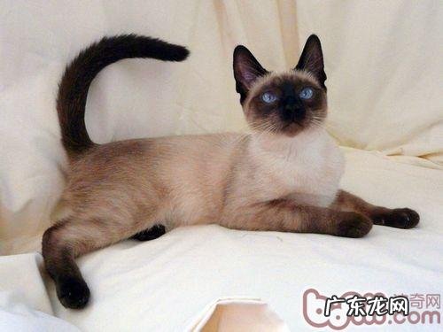 猫咪安乐死需求考虑清楚