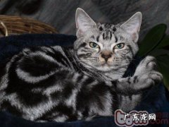 猫咪的消化系统有什么特色