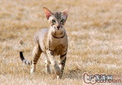 猫咪很多掉毛的原因有哪些