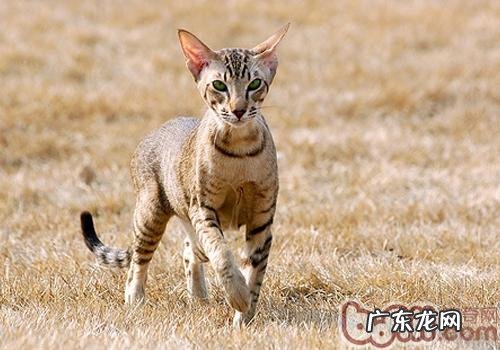 猫咪很多掉毛的原因有哪些