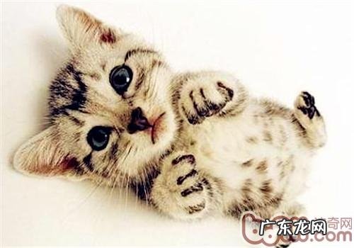 猫咪人工喂奶的方法有哪些？