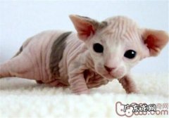 初生猫咪的根本护理常识