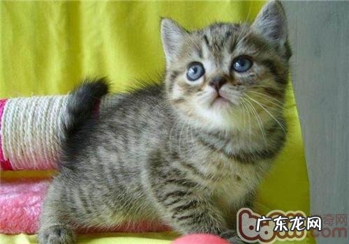 初生的猫咪每天应该吃多少?