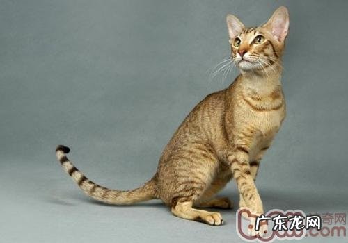 怎么挨近漂泊幼猫