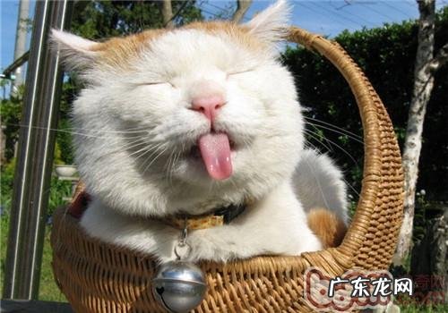 猫咪饮食的三大忌讳