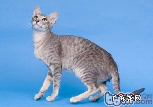 12月龄以内的猫咪对猫粮有何特殊要求