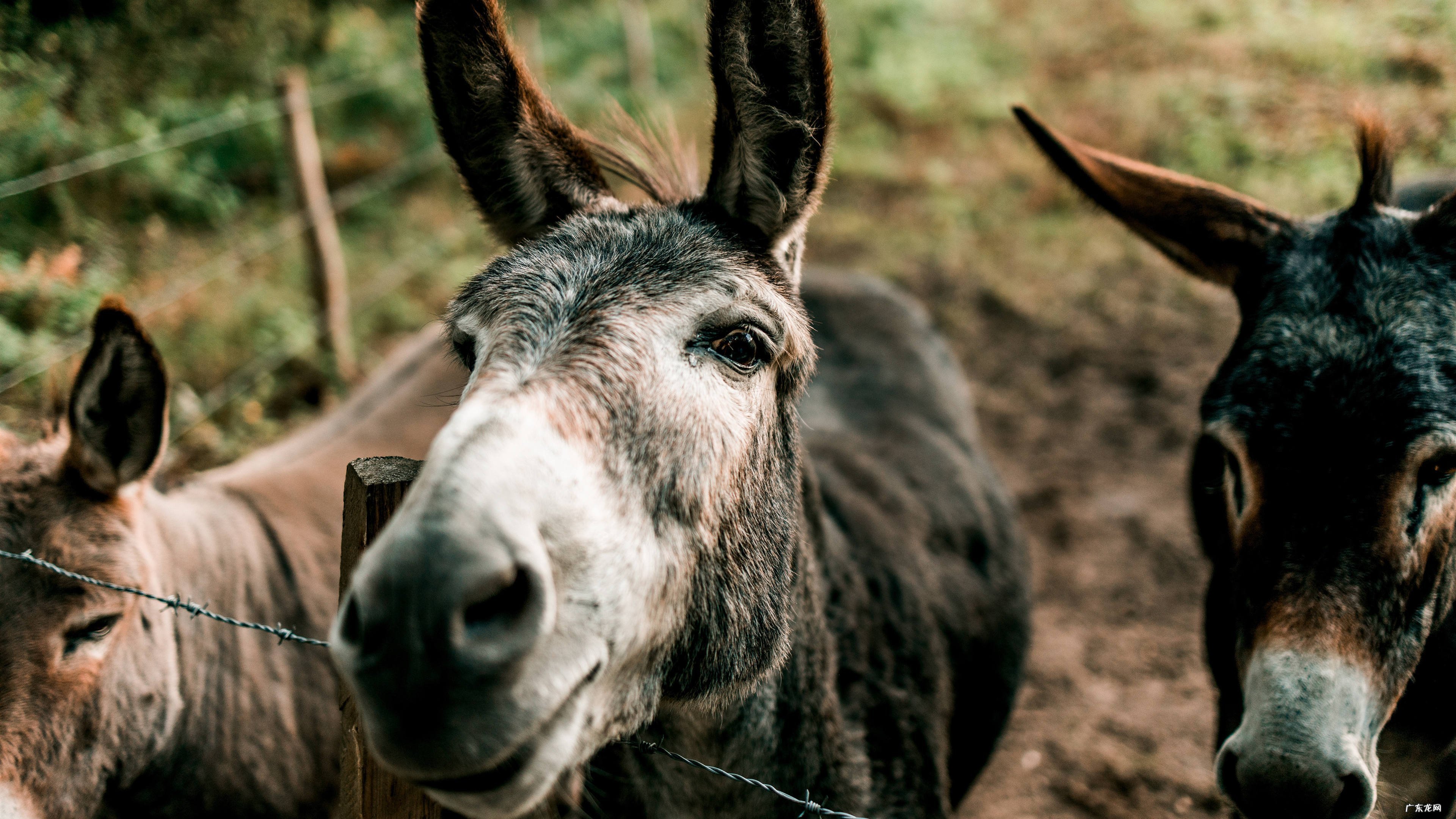 减腹部的赘肉最好的方法是?
