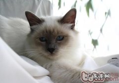 猫咪也要定时打针疫苗