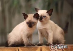 怎么调整年迈猫咪的饮食