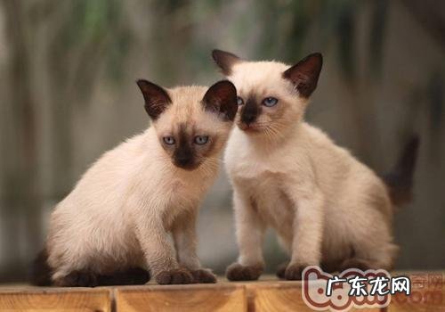 怎么调整年迈猫咪的饮食