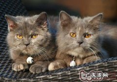 怎么延伸波斯猫的寿数