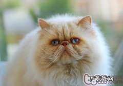 波斯猫配种需求留意的问题