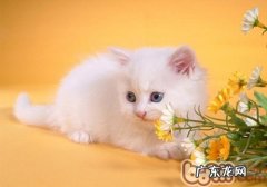 怎么辨别波斯猫
