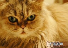 波斯猫的色彩到底有多少种