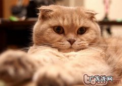 猫咪吐逆后，怎么经过饮食调度康复肠胃功用？