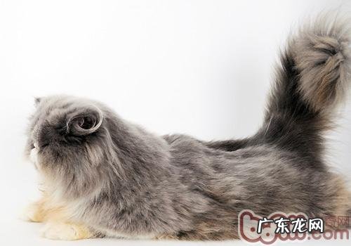 毛色区别波斯猫品种