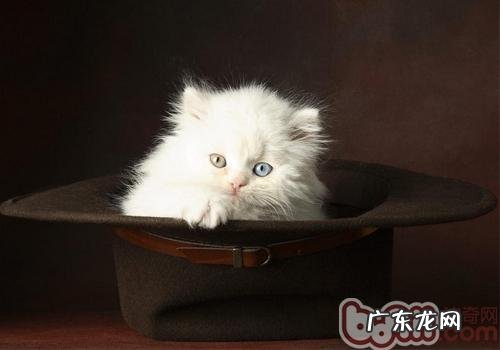 波斯猫怎样养