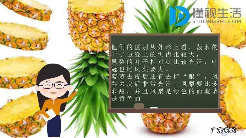 凤梨和菠萝怎么区分? 菠萝凤梨区别是什么