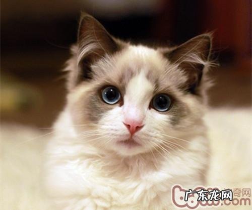 布偶猫的寿数有多久