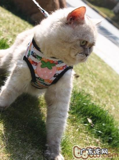 胖纸,瘦身啦!——喵星人瘦身攻略