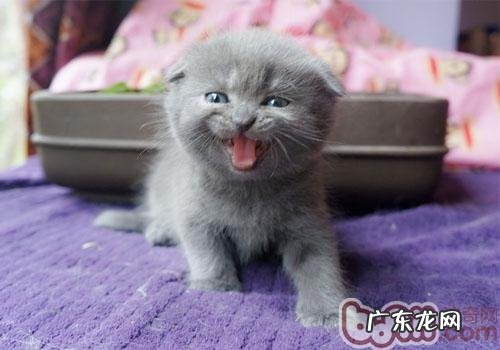 小心折耳猫出售的圈套