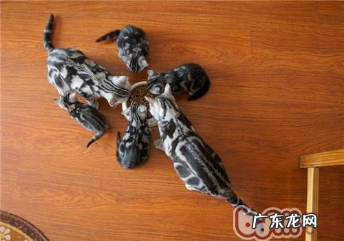 猫咪不吃东西怎么办?