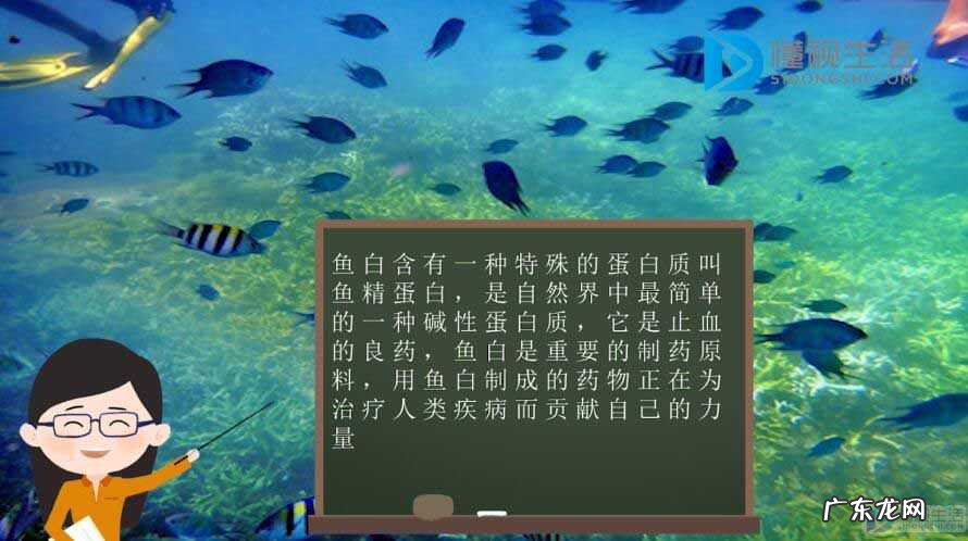 白鲢鱼和花鲢鱼的区别？ 鱼白指的是什么