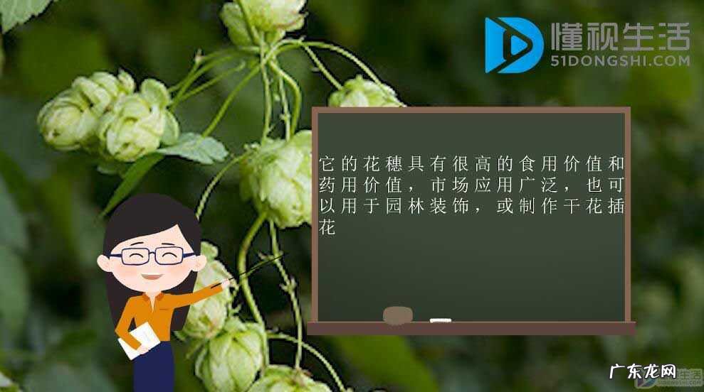 啤酒花算不算酒? 啤酒花是什么