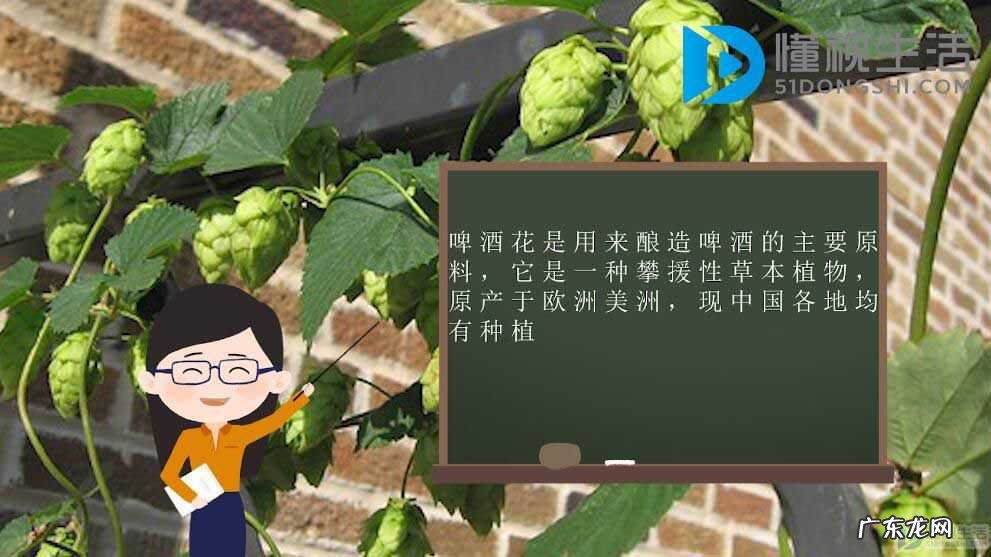 啤酒花算不算酒? 啤酒花是什么