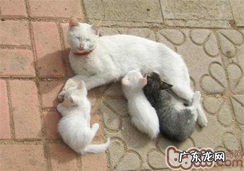 幼猫什么时候会断奶?
