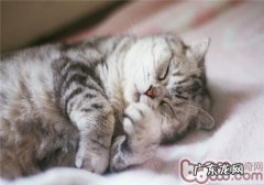 猫咪鼻孔发红可能是中暑